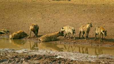 Zalika and her clan
are still guarding what's left - Serengeti
