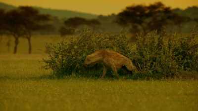 Zalika may have been spared, - Serengeti
