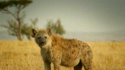 Zalika's confidence is restored. - Serengeti