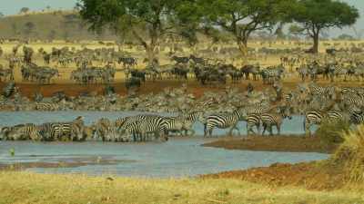 ZEBRAS BRAY - Serengeti