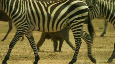 ZEBRAS BRAY - Serengeti