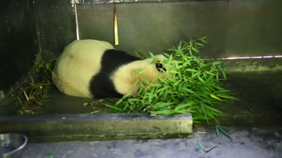 'Zhang decided that the key - A Year on Planet Earth