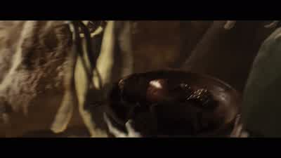 ZodangaThey are the red flag Helium the blueZodanga's winning the warbut I say let red men kill red men until only Tharks remainCHEERINGThat don't look like a fair fightZodanga never fights fair - John Carter