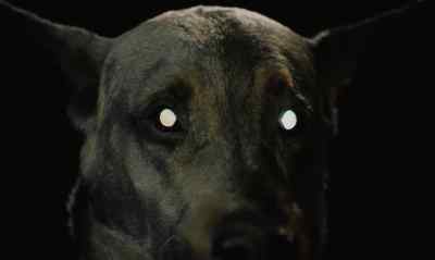 Zoltan. - Dracula's Dog