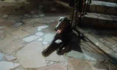 Zoltan! Zoltan! - Dracula's Dog