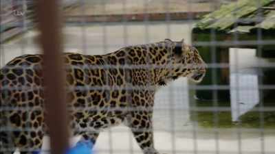 'Zoos are even available to buy - Britain's Tiger Kings - On the Trail with Ross Kemp