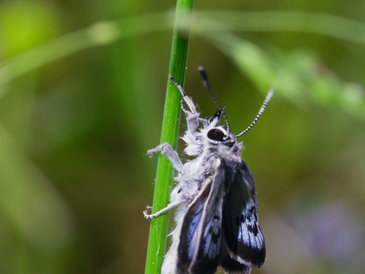 40 years ago, the Large Bluewas extinct in Britain. - Wild Isles | Clip ...
