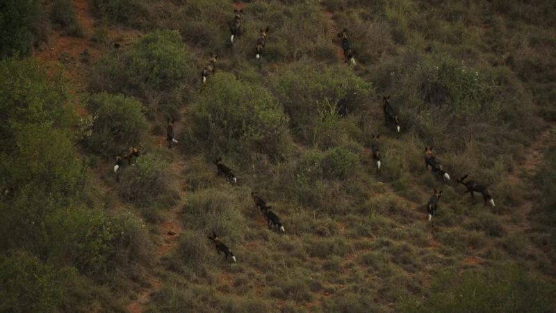 17 animals strong, they make a formidable team