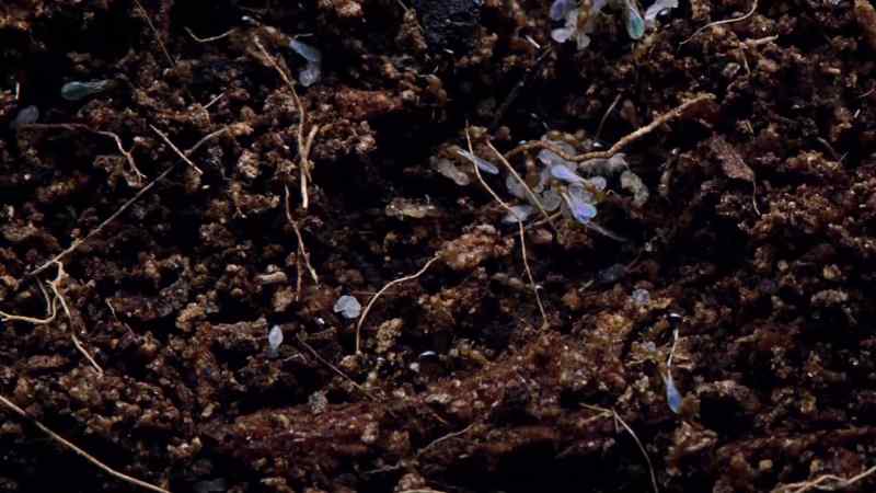 200 times magnification reveals the intimate workings