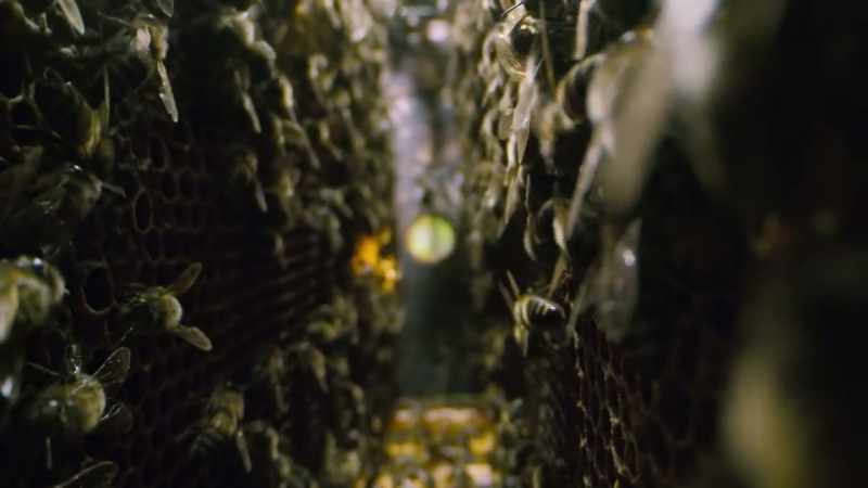 40 billion honeybees