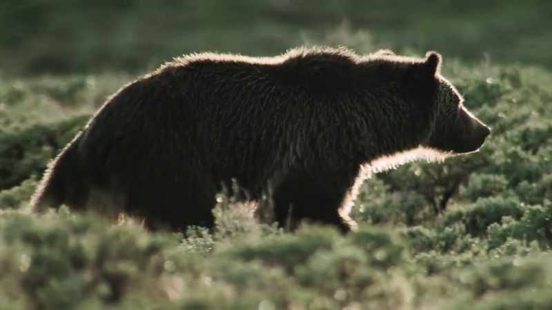 40 years ago, the yellowstone grizzly