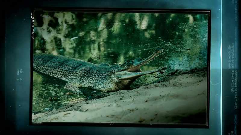 58 MILLION YEARS AGO, REPTILES HAD THESE CONDITIONS