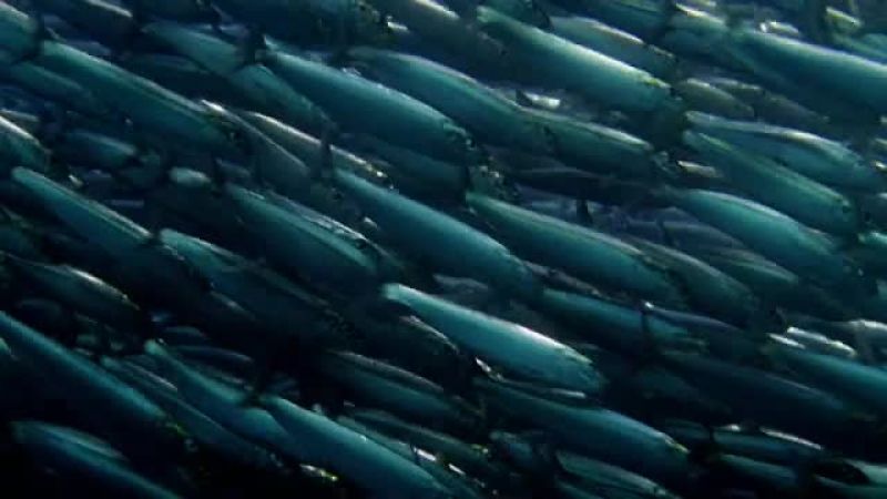 70% of Earth's surface is covered by oceans