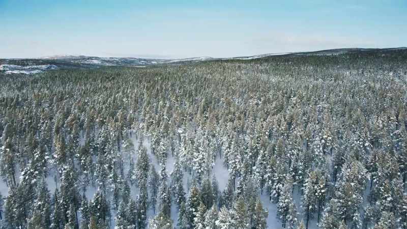 750 billion trees