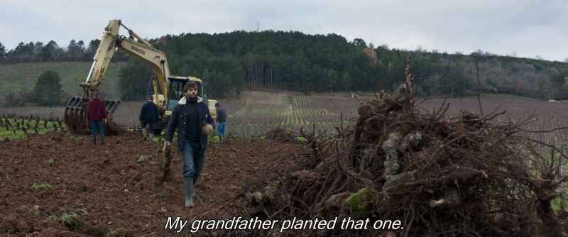 A 100-year-old vine is rare
