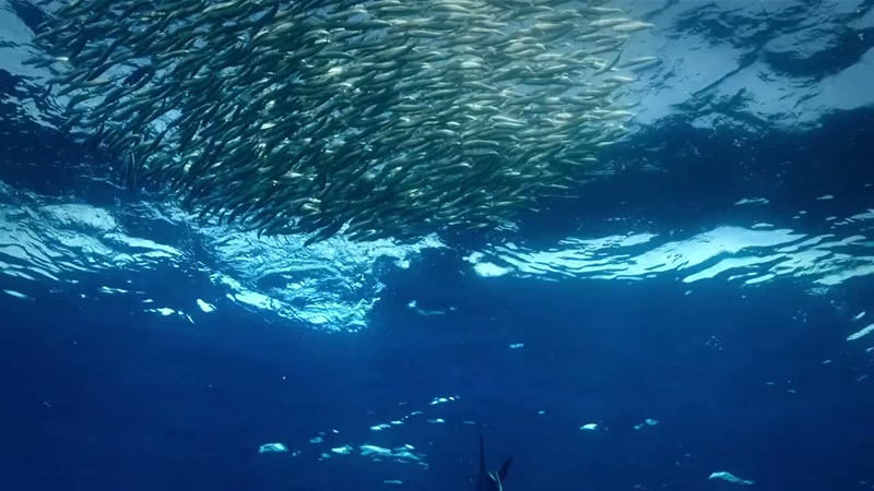 'A 12 foot-long striped marlin