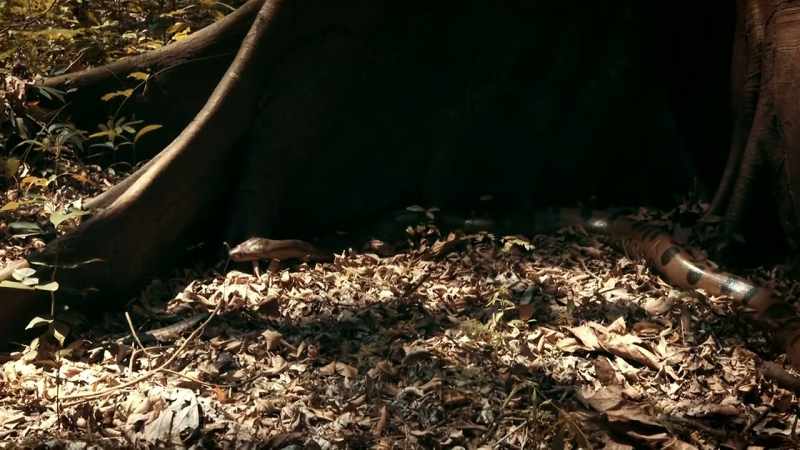 A 12-FOOT SNAKE WOULD STOP ANY HUMAN IN THEIR TRACKS