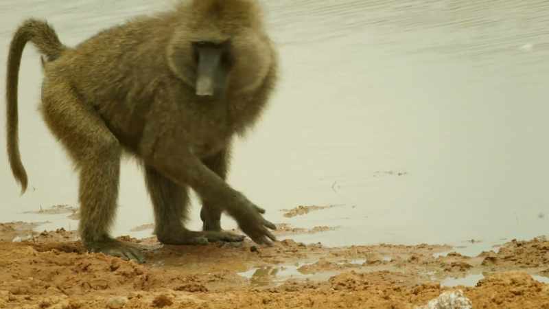 A baboon alone is fair game for cubs
