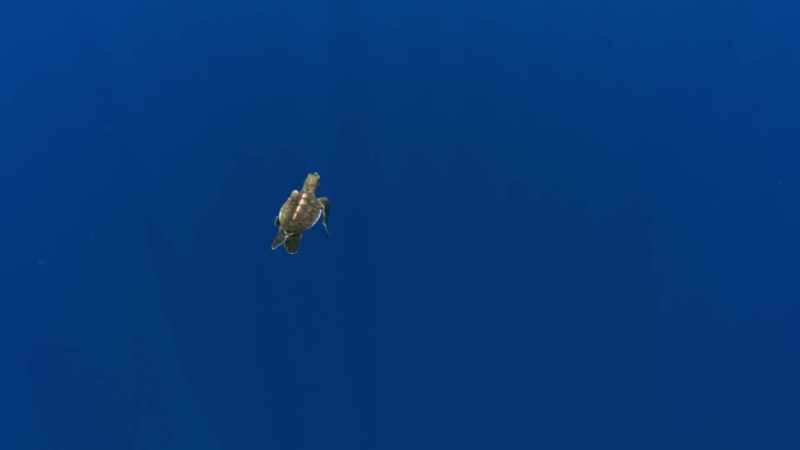 A baby turtle, hatchedjust days ago