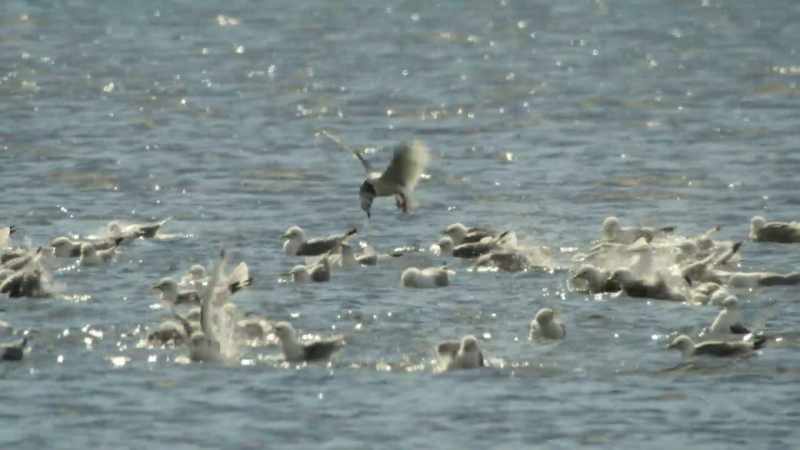 A bay full of birds
