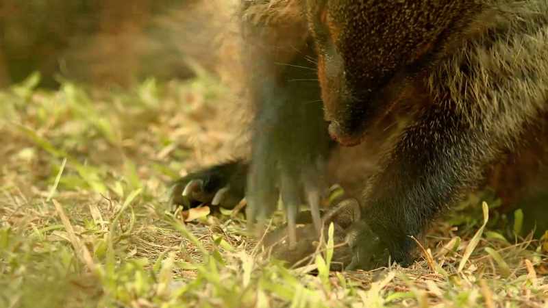 A beetle grub is a treat to be savoured
