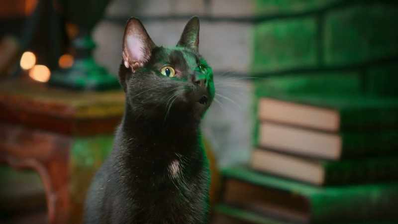 A better form than bird or dog Make this cat a spiky hog