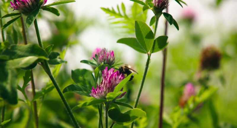 A better way for creating a sustainable agricultural system
