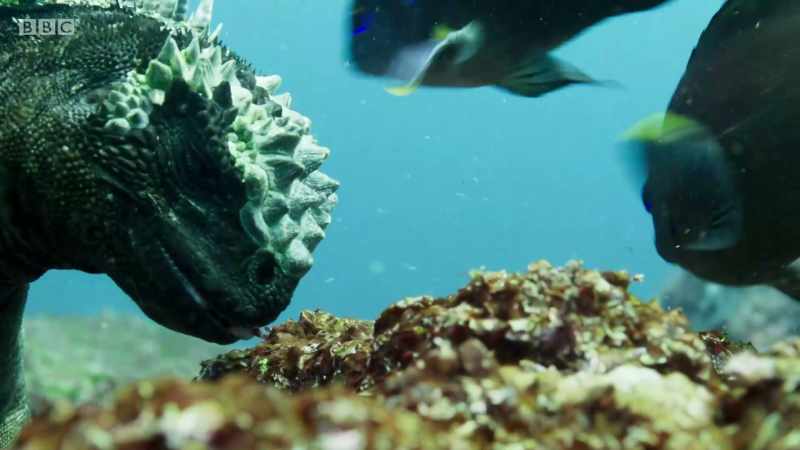 A big male like this one can dive to 30 metres