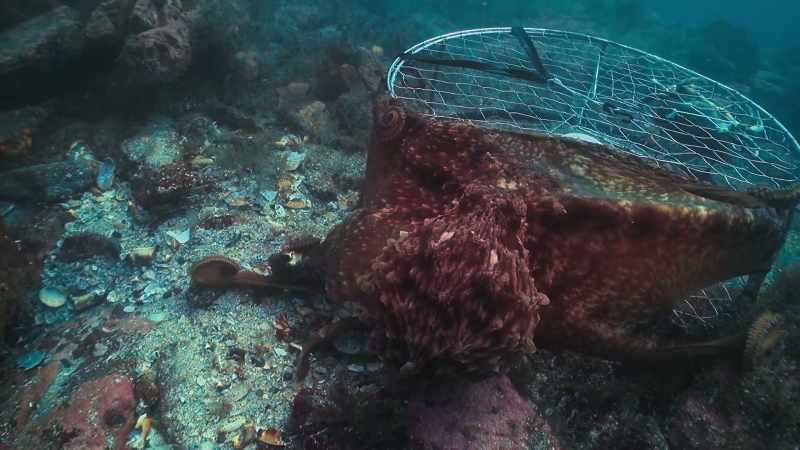 A boneless skeleton made of water