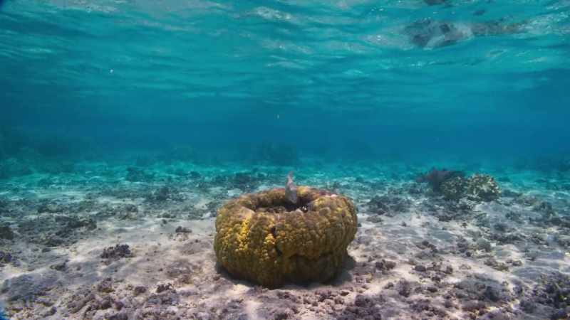 A bowl-shaped coral