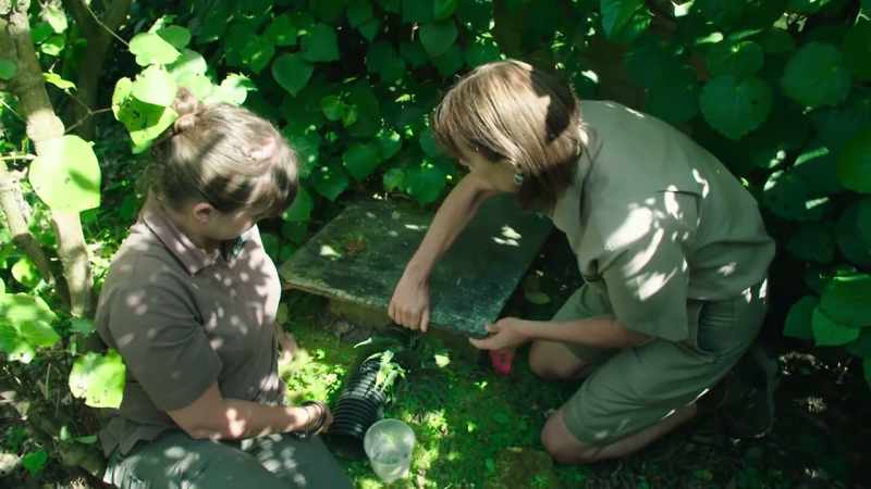 A breeding programme was started in the 1990s