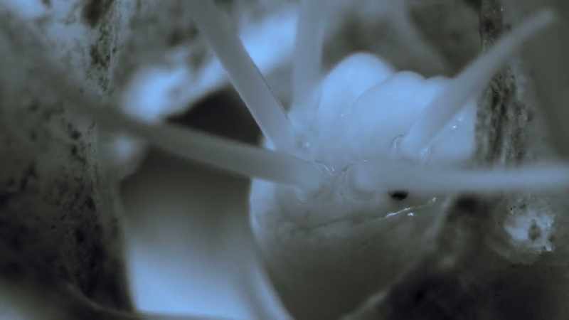 A bristle worm has set up home within the coral