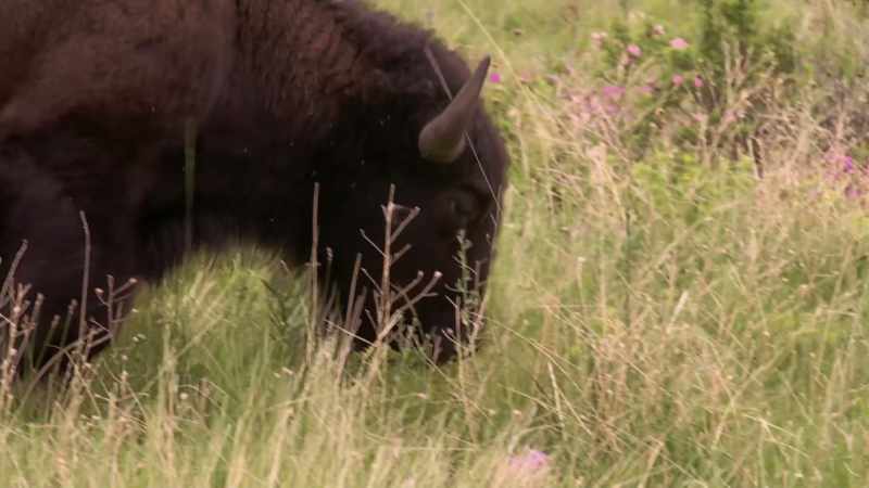 A buffalo's bladder became a water container;