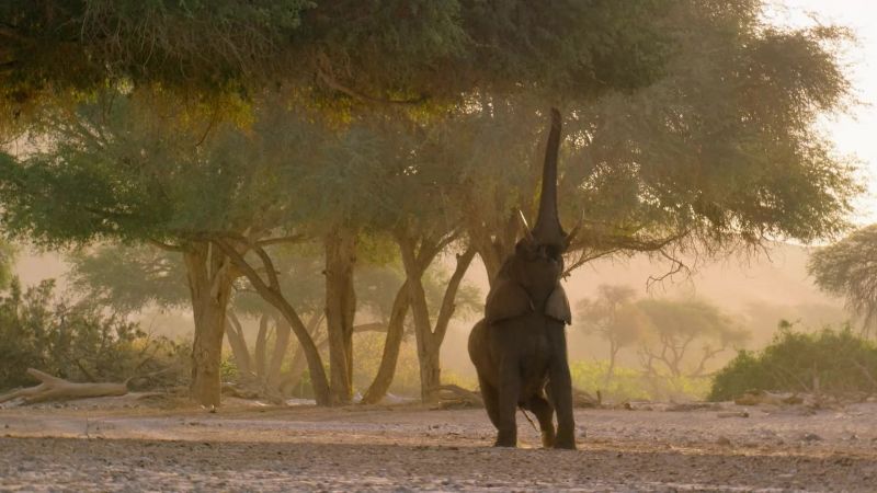 A bull, standing nearly four meters tall