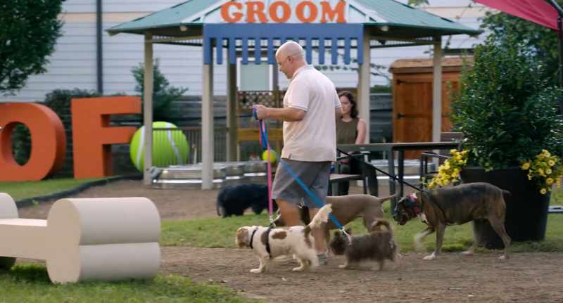 A bunch of pet dogs