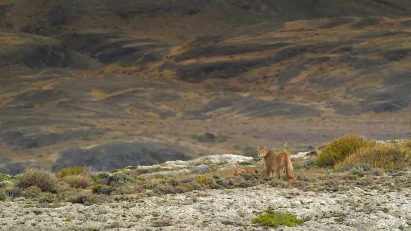 A buncha monkeys. Just one vine