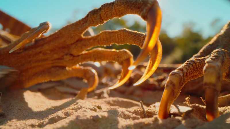 A Burton's legless lizard preys exclusively on other reptiles