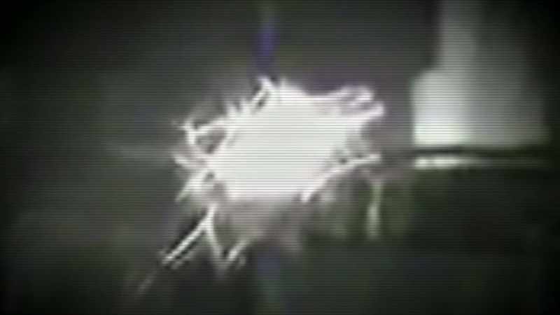 A BUSH CAM CAPTURES A FOREST PREDATOR