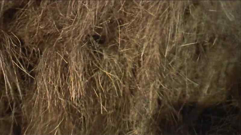 A car just ran into that haystack
