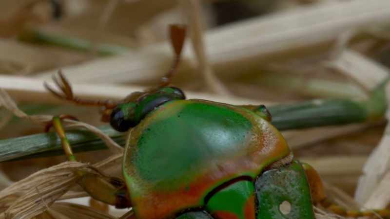 A carbon-based automaton packed with sensors and actuators