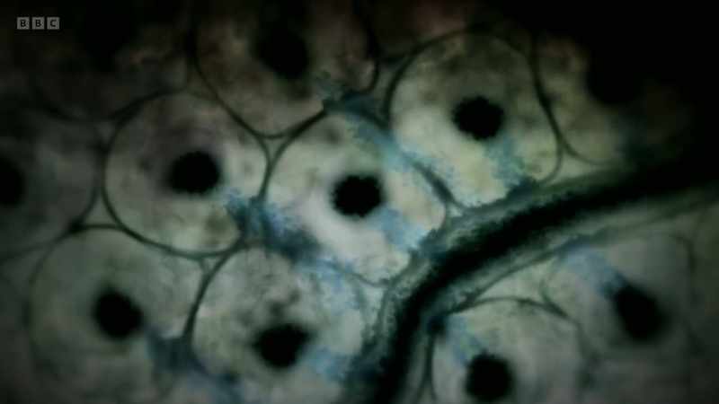 A change that our genes remember