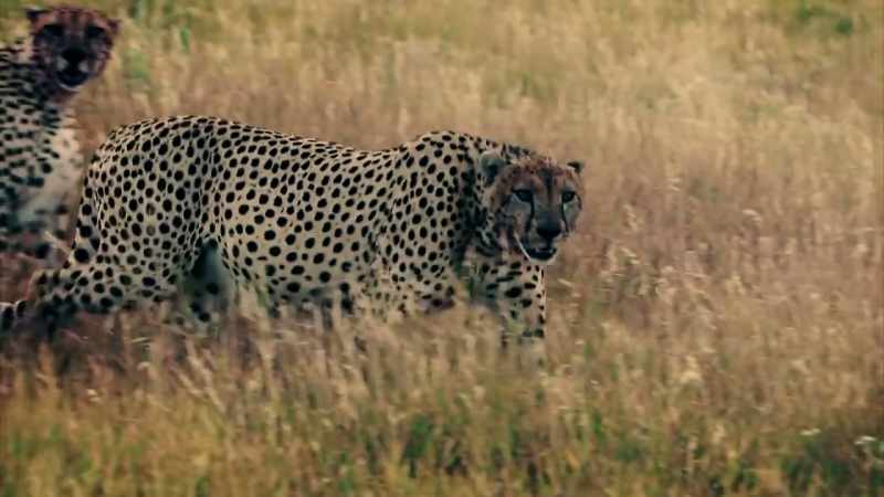 A CHEETAH COULD GET INTO A CORRAL OF GOATS