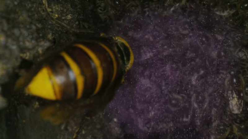 A chemical alarm compels them to move as one