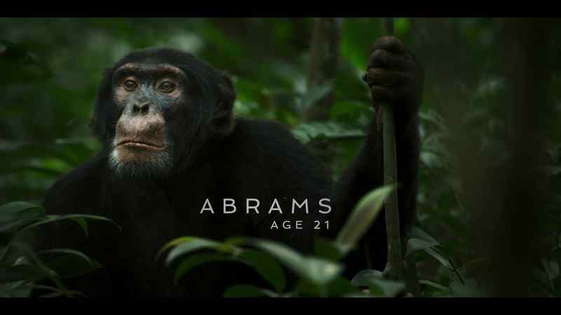 A chimp this age should be too young to pose a real challenge to Jackson