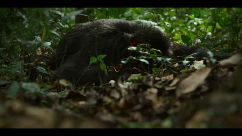A chimp has been killed