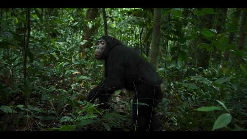 A chimp like Bergl should fall back too