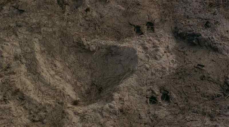 A cloven hoof