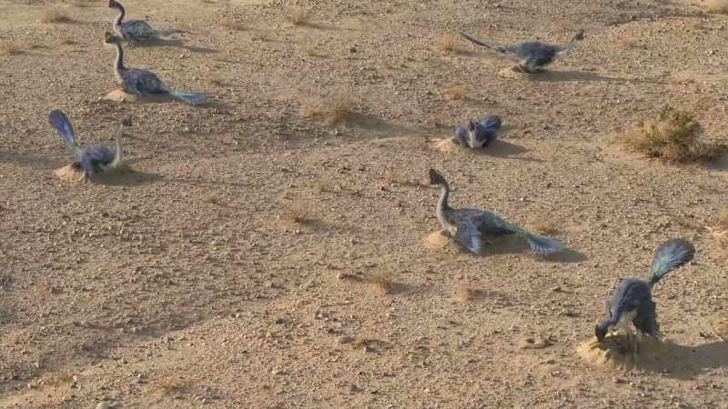 A colony of nesting Corythoraptors