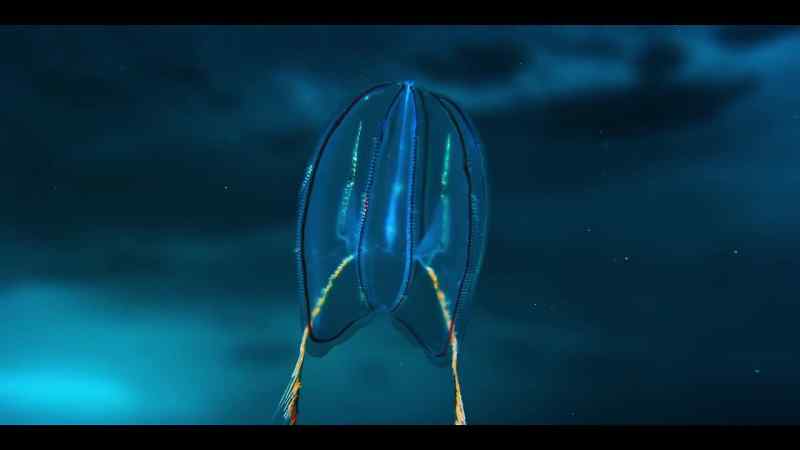 A comb jelly refracts light into psychedelic colors