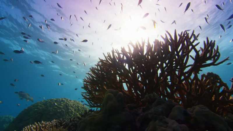 A combination of a warming ocean